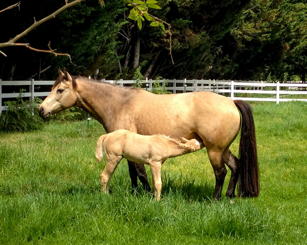 Star Valley Ranch LLC specializes in breeding and raising high quality reining horse prospects. We are located in the scenic Rogue Valley midway between Medford and Grants Pass, Oregon. Since 2001 we have offered select foals for sale out of our own superior performing mares crossed with top stallions in the reining horse industry. By keeping our breeding program small, our focus remains on quality, not quantity. We invite you to browse our website to learn more about our broodmares and their offspring. Please feel free to contact us to make inquiries about horses for sale. 